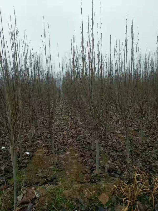 白玉蘭圖片白玉蘭基地實(shí)拍 白玉蘭圖片白玉蘭基地實(shí)拍