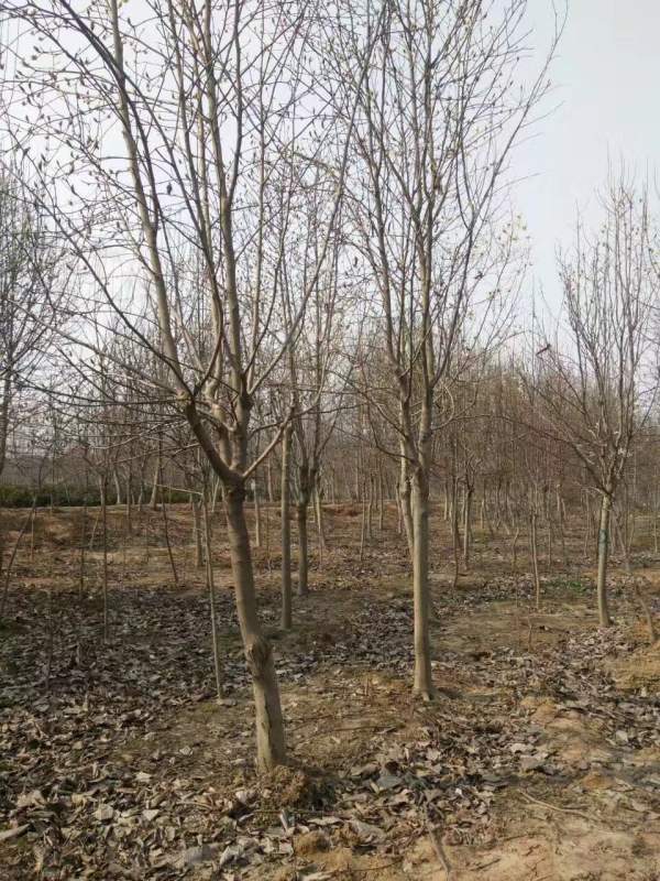 白玉蘭圖片白玉蘭基地實(shí)拍 白玉蘭圖片白玉蘭基地實(shí)拍