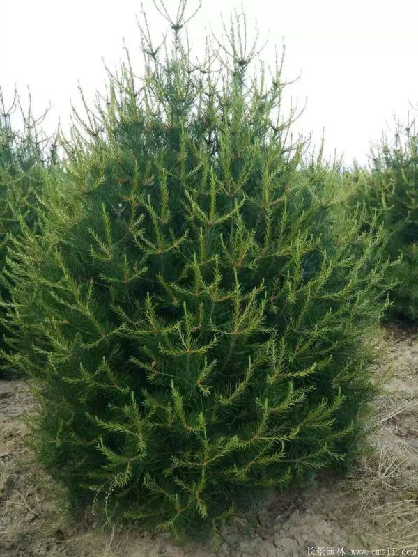 白皮松圖片白皮松基地實(shí)拍 白皮松圖片白皮松基地實(shí)拍