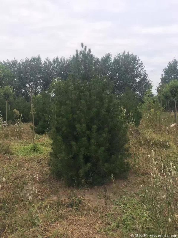 白皮松圖片白皮松基地實(shí)拍 白皮松圖片白皮松基地實(shí)拍