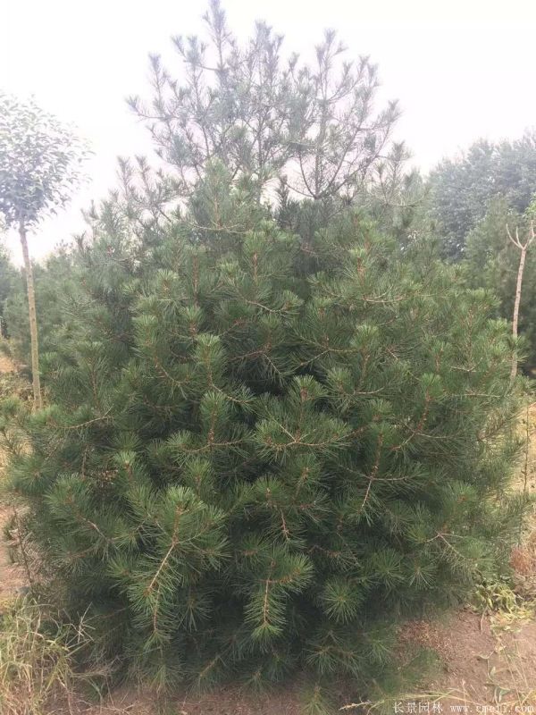 白皮松圖片白皮松基地實(shí)拍 白皮松圖片白皮松基地實(shí)拍