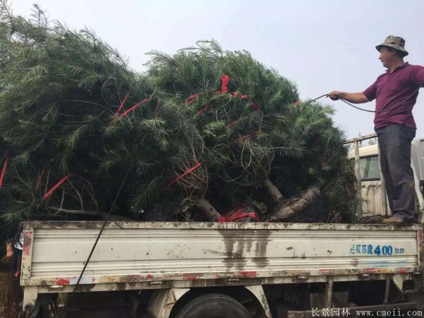 白皮松圖片白皮松基地實(shí)拍 白皮松圖片白皮松基地實(shí)拍