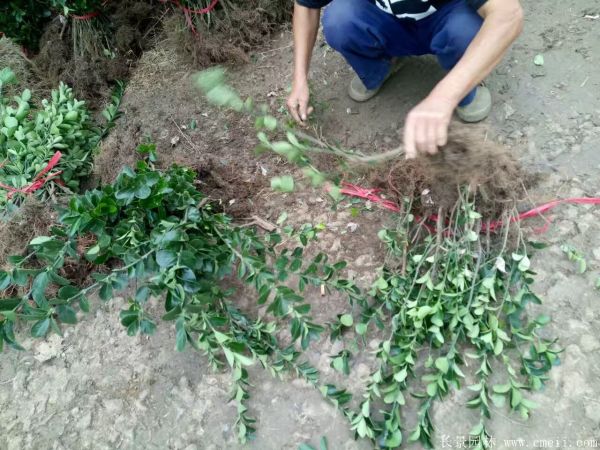 冬青小苗圖片基地實拍 冬青小苗圖片基地實拍