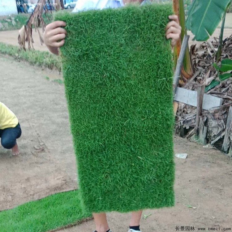 馬尼拉草坪暖季型夏季草 馬尼拉草坪暖季型夏季草