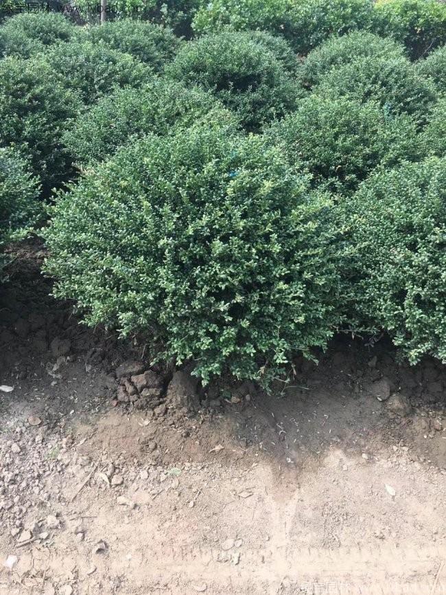 龜甲冬青球 龜甲冬青球