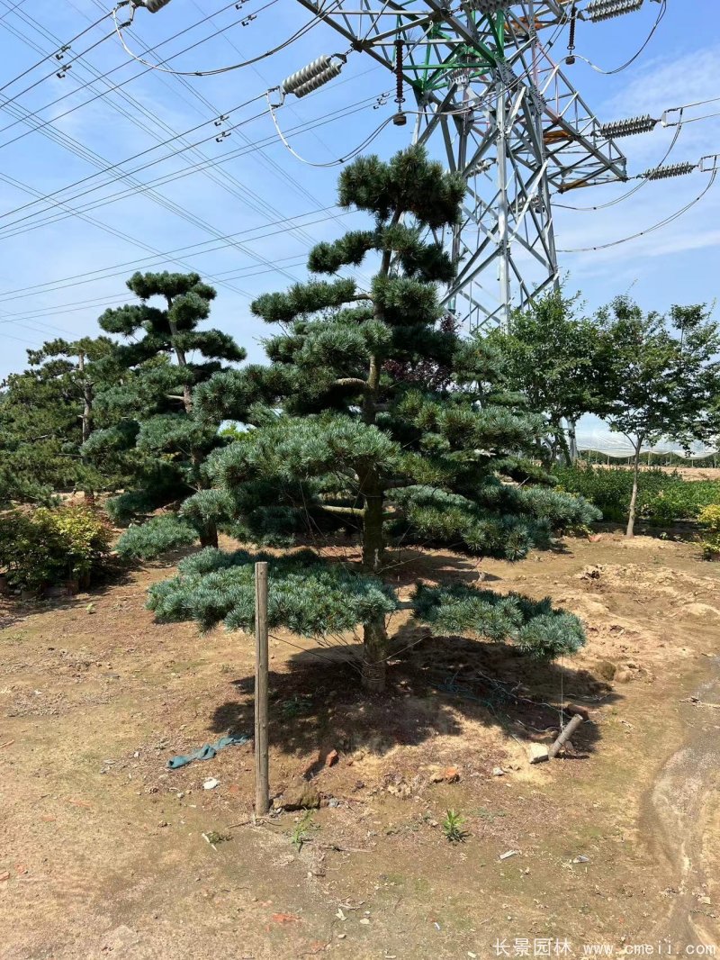 造型五針?biāo)? width= 造型五針?biāo)?/></p><p style=