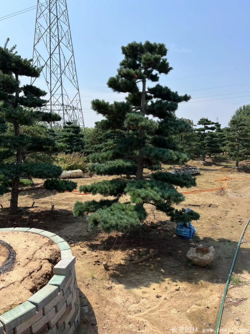 造型五針?biāo)? width= 造型五針?biāo)?/></p><p style=