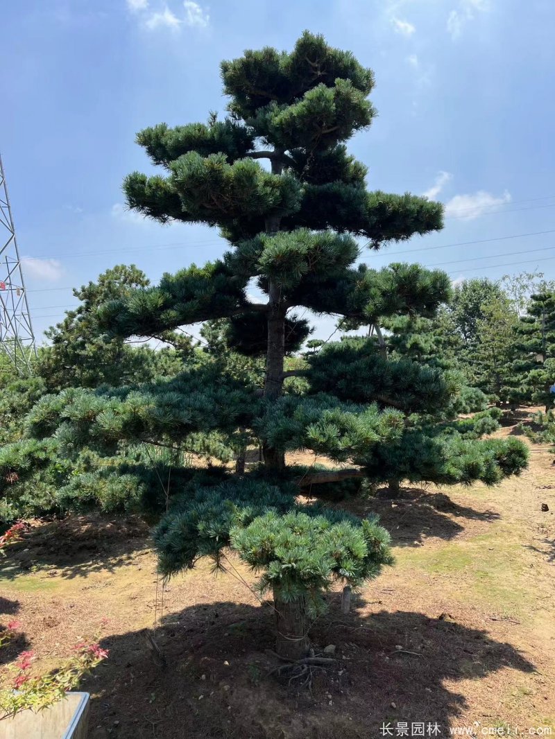 造型五針?biāo)? width= 造型五針?biāo)?/></p><p style=