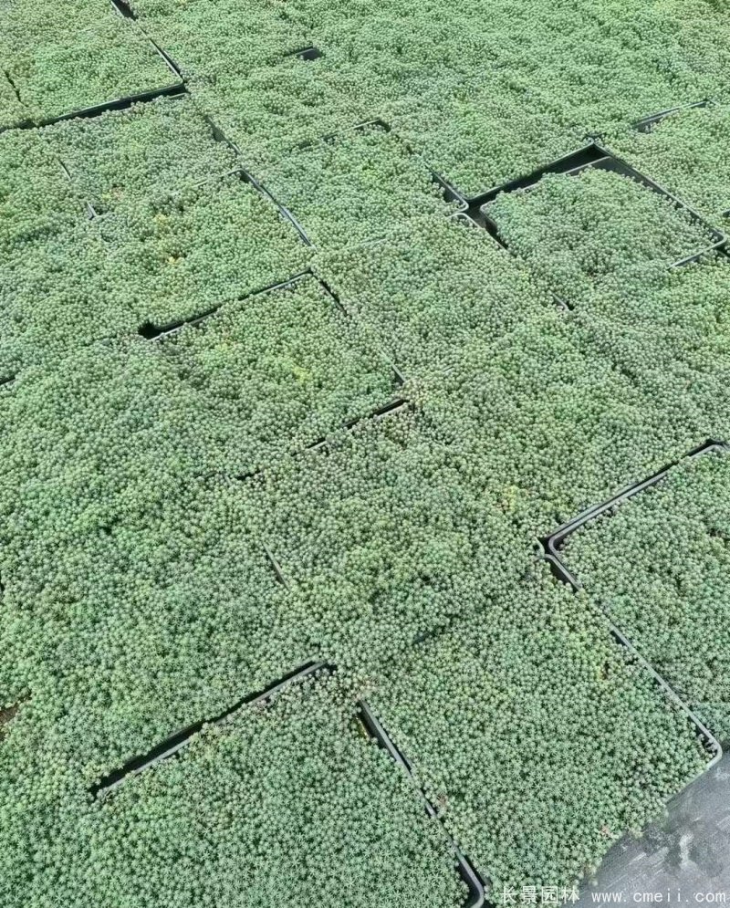 中華景天托盤(pán)苗 中華景天托盤(pán)苗