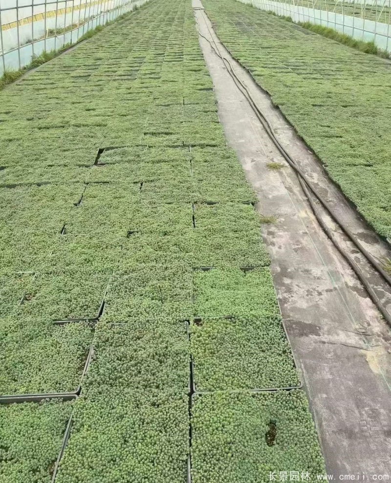 中華景天托盤(pán)苗 中華景天托盤(pán)苗