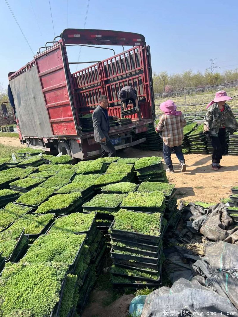 中華景天托盤(pán)苗 中華景天托盤(pán)苗