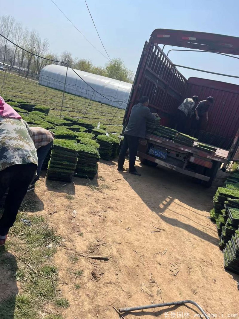 中華景天托盤(pán)苗 中華景天托盤(pán)苗