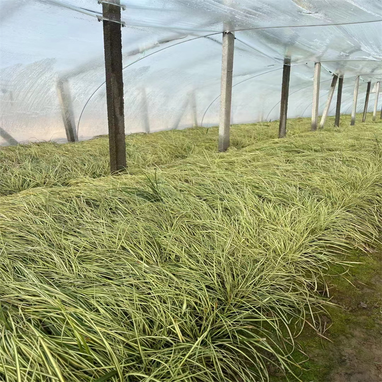 金葉苔草 來(lái)自長(zhǎng)景園林 金葉苔草 來(lái)自長(zhǎng)景園林