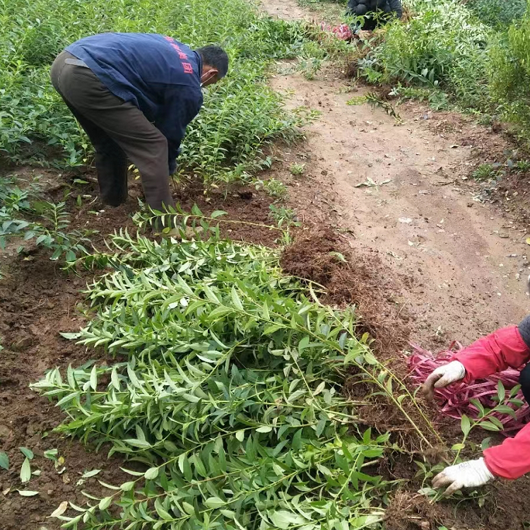 金鐘花開(kāi)花過(guò)后夏季的樣子 金鐘花開(kāi)花過(guò)后夏季的樣子