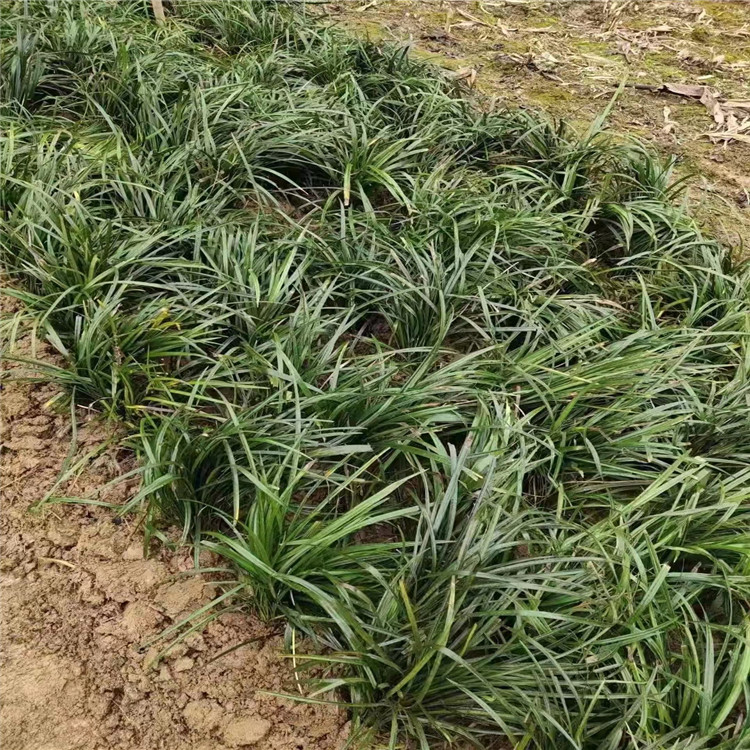 蘭花三七長(zhǎng)景園林沭陽 蘭花三七長(zhǎng)景園林沭陽