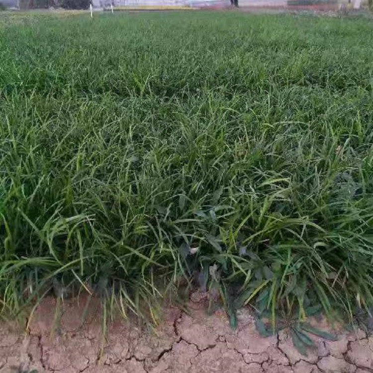 蘭花三七長(zhǎng)景園林沭陽 蘭花三七長(zhǎng)景園林沭陽