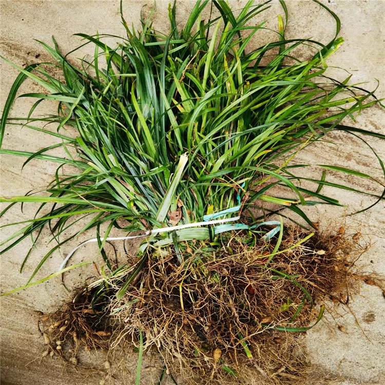 蘭花三七長(zhǎng)景園林沭陽 蘭花三七長(zhǎng)景園林沭陽