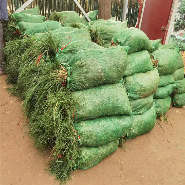 蘭花三七長(zhǎng)景園林沭陽 蘭花三七長(zhǎng)景園林沭陽