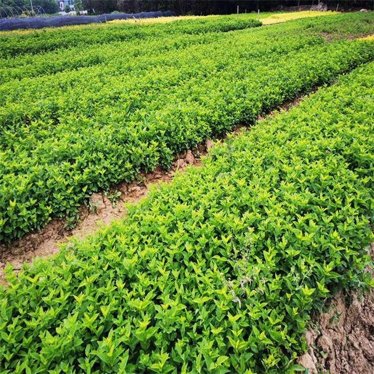 金鐘花小苗床苗幼苗 金鐘花小苗床苗幼苗