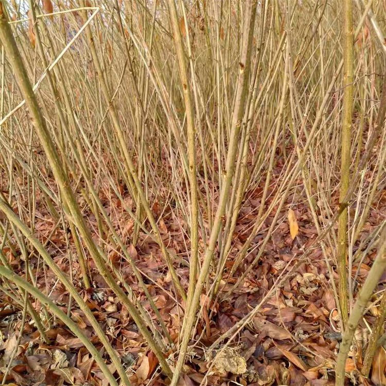 金鐘花秋冬天的樣子落葉以后 金鐘花秋冬天的樣子落葉以后